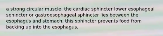 a strong circular muscle, the cardiac sphincter lower esophageal sphincter or gastroesophageal sphincter lies between the esophagus and stomach. this sphincter prevents food from backing up into the esophagus.