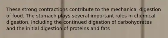 These strong contractions contribute to the mechanical digestion of food. <a href='https://www.questionai.com/knowledge/kLccSGjkt8-the-stomach' class='anchor-knowledge'>the stomach</a> plays several important roles in chemical digestion, including the continued digestion of carbohydrates and the initial digestion of proteins and fats