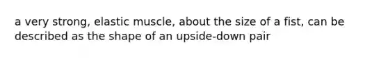a very strong, elastic muscle, about the size of a fist, can be described as the shape of an upside-down pair