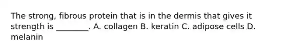 The​ strong, fibrous protein that is in the dermis that gives it strength is​ ________. A. collagen B. keratin C. adipose cells D. melanin