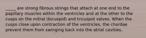 _____ are strong fibrous strings that attach at one end to the papillary muscles within the ventricles and at the other to the cusps on the mitral (bicuspid) and tricuspid valves. When the cusps close upon contraction of the ventricles, the chordae prevent them from swinging back into the atrial cavities.