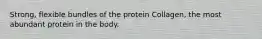 Strong, flexible bundles of the protein Collagen, the most abundant protein in the body.