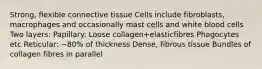 Strong, flexible connective tissue Cells include fibroblasts, macrophages and occasionally mast cells and white blood cells Two layers: Papillary: Loose collagen+elasticfibres Phagocytes etc Reticular: ~80% of thickness Dense, fibrous tissue Bundles of collagen fibres in parallel