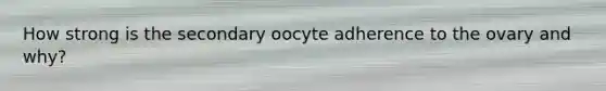 How strong is the secondary oocyte adherence to the ovary and why?