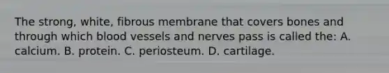 The strong, white, fibrous membrane that covers bones and through which blood vessels and nerves pass is called the: A. calcium. B. protein. C. periosteum. D. cartilage.