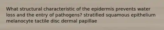 What structural characteristic of the epidermis prevents water loss and the entry of pathogens? stratified squamous epithelium melanocyte tactile disc dermal papillae