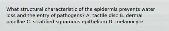 What structural characteristic of the epidermis prevents water loss and the entry of pathogens? A. tactile disc B. dermal papillae C. stratified squamous epithelium D. melanocyte