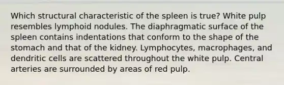 Which structural characteristic of the spleen is true? White pulp resembles lymphoid nodules. The diaphragmatic surface of the spleen contains indentations that conform to the shape of <a href='https://www.questionai.com/knowledge/kLccSGjkt8-the-stomach' class='anchor-knowledge'>the stomach</a> and that of the kidney. Lymphocytes, macrophages, and dendritic cells are scattered throughout the white pulp. Central arteries are surrounded by areas of red pulp.