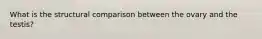 What is the structural comparison between the ovary and the testis?