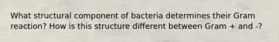 What structural component of bacteria determines their Gram reaction? How is this structure different between Gram + and -?