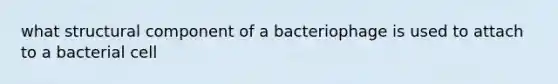 what structural component of a bacteriophage is used to attach to a bacterial cell