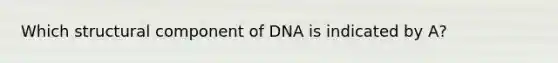 Which structural component of DNA is indicated by A?