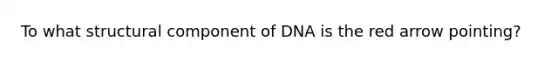 To what structural component of DNA is the red arrow pointing?