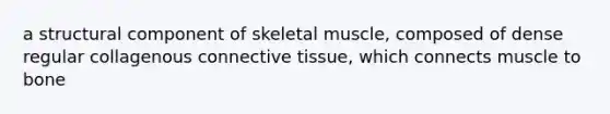 a structural component of skeletal muscle, composed of dense regular collagenous connective tissue, which connects muscle to bone