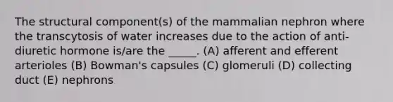 The structural component(s) of the mammalian nephron where the transcytosis of water increases due to the action of anti-diuretic hormone is/are the _____. (A) afferent and efferent arterioles (B) Bowman's capsules (C) glomeruli (D) collecting duct (E) nephrons