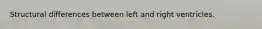 Structural differences between left and right ventricles.