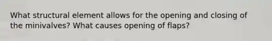 What structural element allows for the opening and closing of the minivalves? What causes opening of flaps?