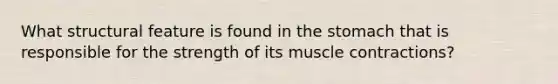 What structural feature is found in the stomach that is responsible for the strength of its muscle contractions?