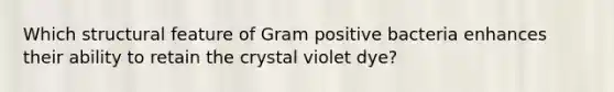 Which structural feature of Gram positive bacteria enhances their ability to retain the crystal violet dye?