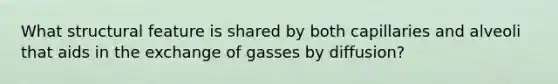 What structural feature is shared by both capillaries and alveoli that aids in the exchange of gasses by diffusion?