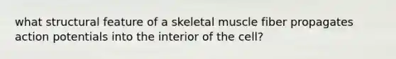 what structural feature of a skeletal muscle fiber propagates action potentials into the interior of the cell?