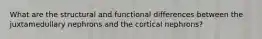 What are the structural and functional differences between the juxtamedullary nephrons and the cortical nephrons?