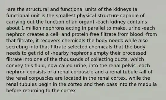 -are the structural and functional units of the kidneys (a functional unit is the smallest physical structure capable of carrying out the function of an organ) -each kidney contains about 1 million nephrons acting in parallel to make. urine -each nephron creates a cell- and protein-free filtrate from blood -from that filtrate, it recovers chemicals the body needs while also secreting into that filtrate selected chemicals that the body needs to get rid of -nearby nephrons empty their processed filtrate into one of the thousands of collecting ducts, which convey this fluid, now called urine, into the renal pelvis -each nephron consists of a renal corpuscle and a renal tubule -all of the renal corpuscles are located in the renal cortex, while the renal tubules begin in the cortex and then pass into the medulla before returning to the cortex