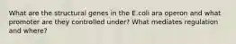 What are the structural genes in the E.coli ara operon and what promoter are they controlled under? What mediates regulation and where?