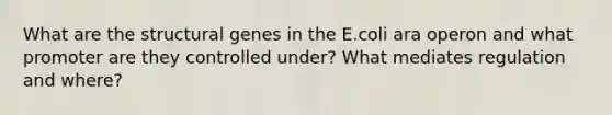 What are the structural genes in the E.coli ara operon and what promoter are they controlled under? What mediates regulation and where?