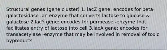 Structural genes (gene cluster) 1. lacZ gene: encodes for beta-galactosidase -an enzyme that converts lactose to glucose & galactose 2.lacY gene: encodes for permease -enzyme that facilitates entry of lactose into cell 3.lacA gene: encodes for transacetylase -enzyme that may be involved in removal of toxic byproducts