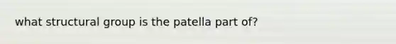 what structural group is the patella part of?