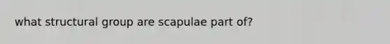 what structural group are scapulae part of?