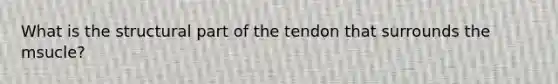 What is the structural part of the tendon that surrounds the msucle?