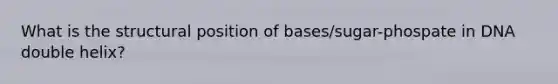 What is the structural position of bases/sugar-phospate in DNA double helix?