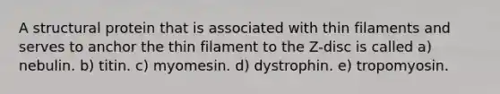 A structural protein that is associated with thin filaments and serves to anchor the thin filament to the Z-disc is called a) nebulin. b) titin. c) myomesin. d) dystrophin. e) tropomyosin.