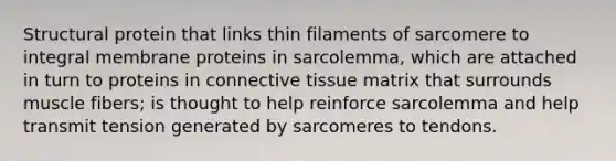 Structural protein that links thin filaments of sarcomere to integral membrane proteins in sarcolemma, which are attached in turn to proteins in connective tissue matrix that surrounds muscle fibers; is thought to help reinforce sarcolemma and help transmit tension generated by sarcomeres to tendons.