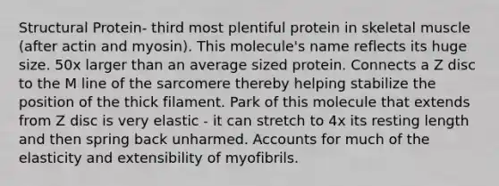 Structural Protein- third most plentiful protein in skeletal muscle (after actin and myosin). This molecule's name reflects its huge size. 50x larger than an average sized protein. Connects a Z disc to the M line of the sarcomere thereby helping stabilize the position of the thick filament. Park of this molecule that extends from Z disc is very elastic - it can stretch to 4x its resting length and then spring back unharmed. Accounts for much of the elasticity and extensibility of myofibrils.