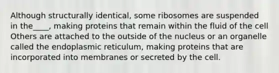 Although structurally identical, some ribosomes are suspended in the____, making proteins that remain within the fluid of the cell Others are attached to the outside of the nucleus or an organelle called the endoplasmic reticulum, making proteins that are incorporated into membranes or secreted by the cell.