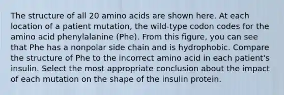 The structure of all 20 amino acids are shown here. At each location of a patient mutation, the wild-type codon codes for the amino acid phenylalanine (Phe). From this figure, you can see that Phe has a nonpolar side chain and is hydrophobic. Compare the structure of Phe to the incorrect amino acid in each patient's insulin. Select the most appropriate conclusion about the impact of each mutation on the shape of the insulin protein.