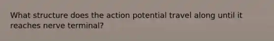 What structure does the action potential travel along until it reaches nerve terminal?