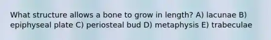 What structure allows a bone to grow in length? A) lacunae B) epiphyseal plate C) periosteal bud D) metaphysis E) trabeculae