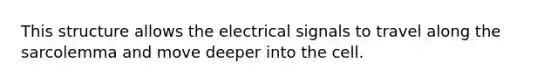 This structure allows the electrical signals to travel along the sarcolemma and move deeper into the cell.