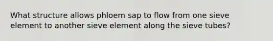 What structure allows phloem sap to flow from one sieve element to another sieve element along the sieve tubes?