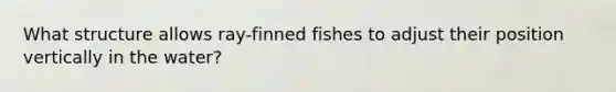 What structure allows ray-finned fishes to adjust their position vertically in the water?