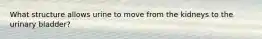 What structure allows urine to move from the kidneys to the urinary bladder?