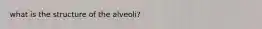 what is the structure of the alveoli?