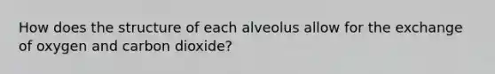 How does the structure of each alveolus allow for the exchange of oxygen and carbon dioxide?