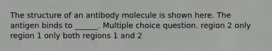 The structure of an antibody molecule is shown here. The antigen binds to ______. Multiple choice question. region 2 only region 1 only both regions 1 and 2