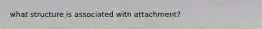 what structure is associated with attachment?