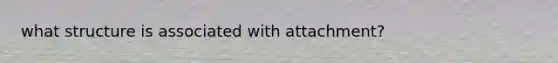 what structure is associated with attachment?